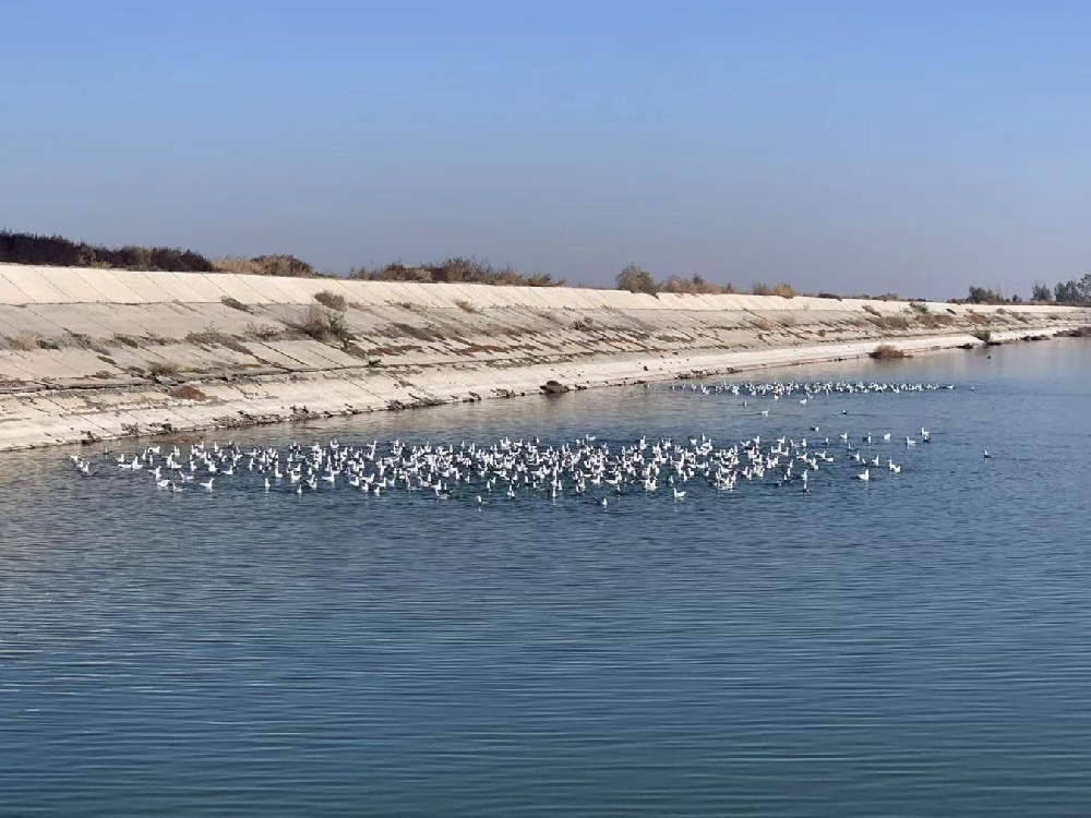 奎屯市下游中水庫生態(tài)環(huán)境改善 成為金秋鳥類的樂園